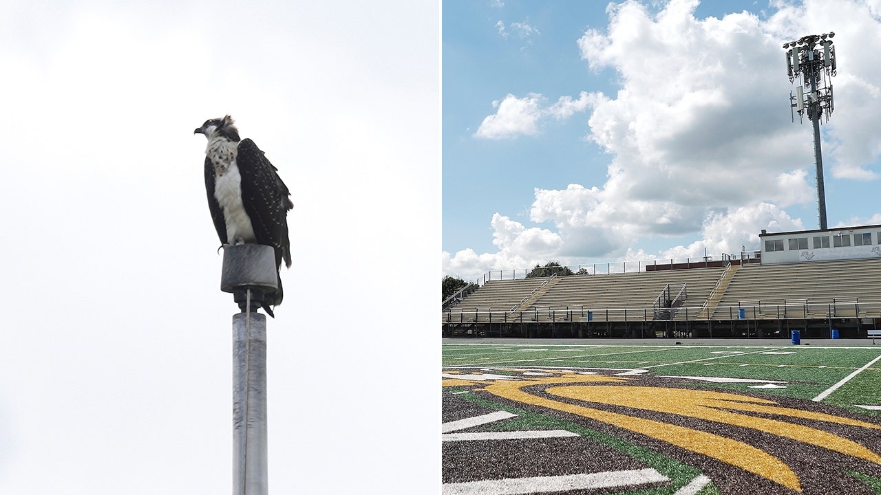 Minnesota high school football team forced to reschedule games for osprey nest